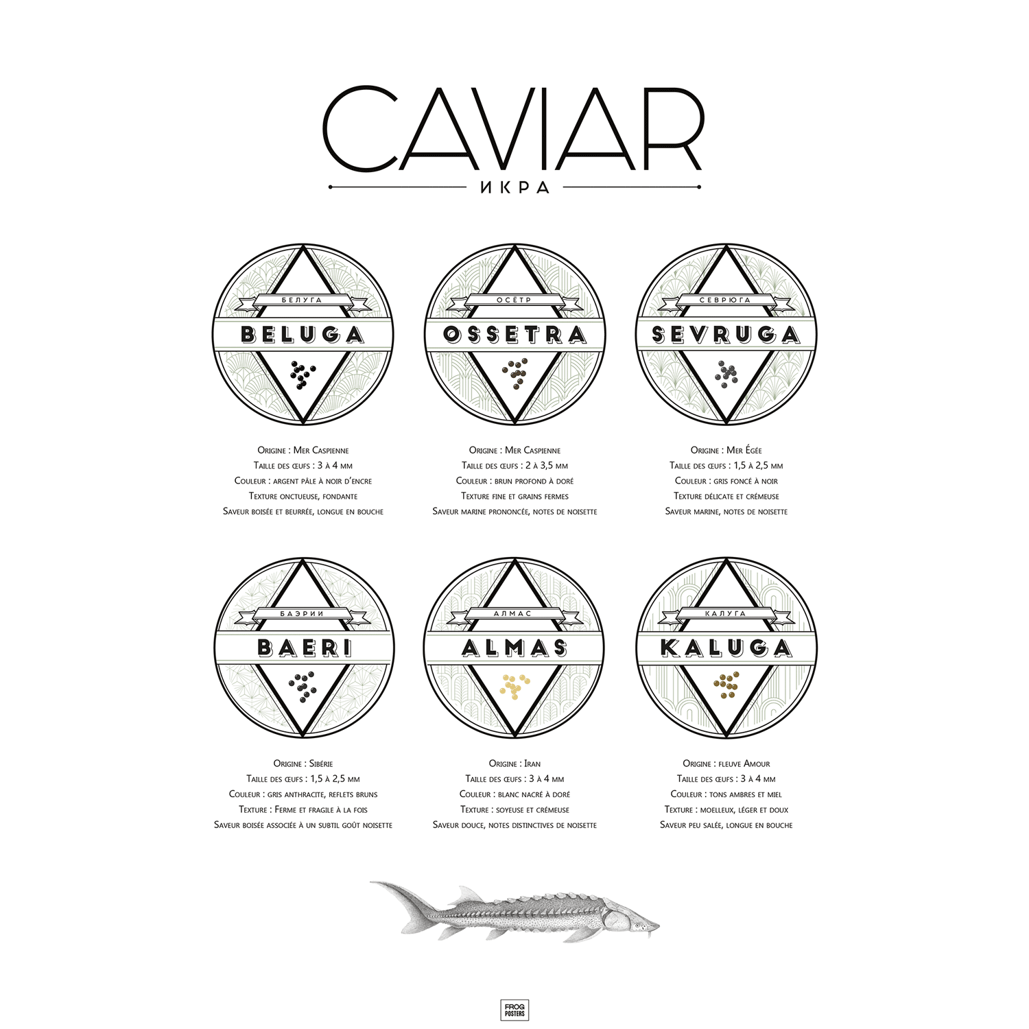 Affiche guide du caviar, des oeufs d'esturgeon beluga, osciètre, sevruga