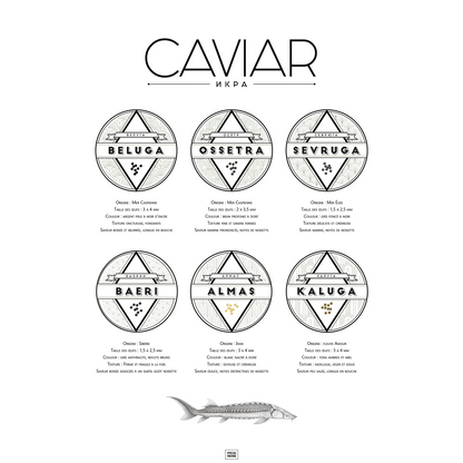 Affiche guide du caviar, des oeufs d'esturgeon beluga, osciètre, sevruga