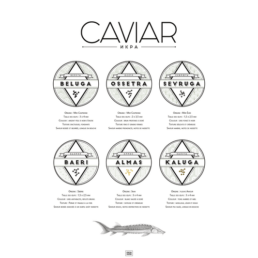 Affiche guide du caviar, des oeufs d'esturgeon beluga, osciètre, sevruga