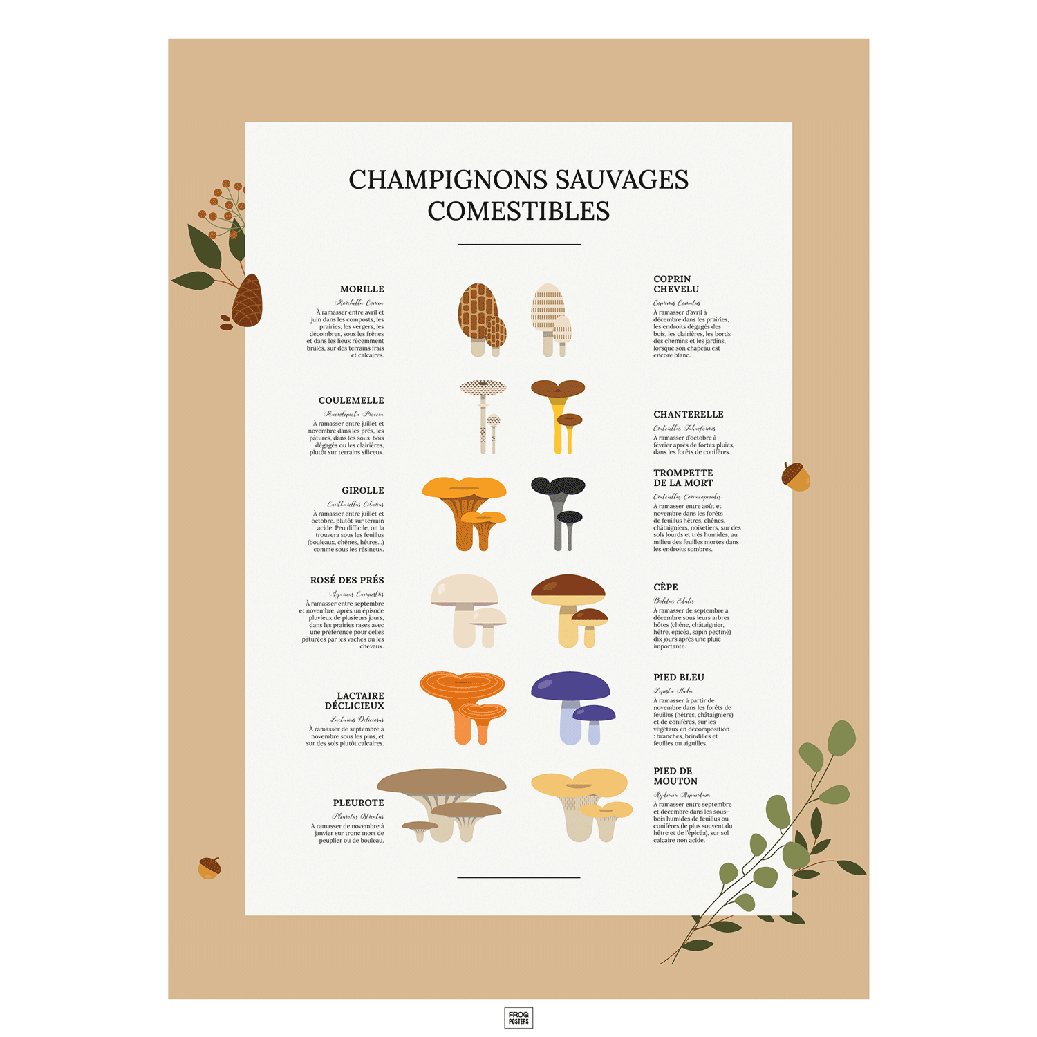 Affiche des champignons comestibles sauvages, où les trouver et en quelle saison