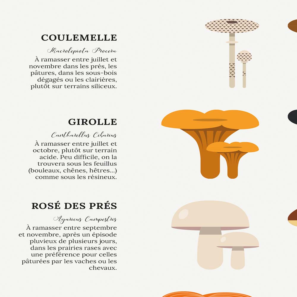 Affiche des champignons comestibles sauvages, zoom