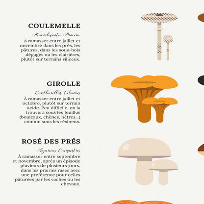 Affiche des champignons comestibles sauvages, zoom
