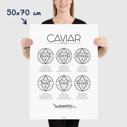 Affiche guide du caviar, des oeufs d'esturgeon beluga, osciètre, sevruga, dimensions 50x70 cm